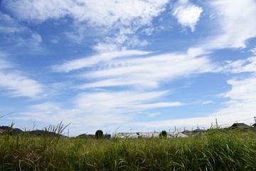 Poster - September sky and autumn countryside in Japan. The blue sky and white clouds give a sense of the seasons.