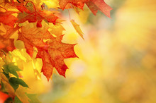 Colorful Autumn Maple Leaves On A Tree Branch. Golden Autumn Foliage Leaves Background With Copy Space.