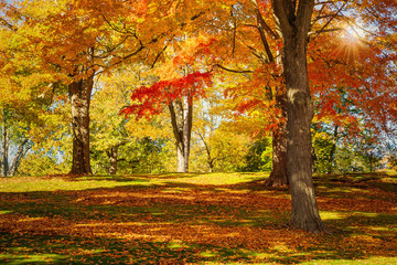 Wall Mural - colorful autumn foliage trees in new england. maple tree leaves forming a beautiful blanket at a par