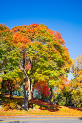 Wall Mural - large maple tree with colorful autumn foliage leaves at a park in new england. sunny autumn day with