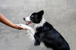 © iploydoy - train border collie dog with half white face to give left paw