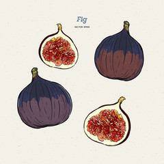 Sticker - Fig vector drawing. Hand drawn fruit and sliced piece.