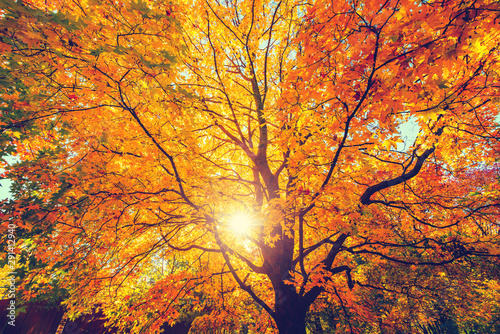 Fotografía Sunny autumn golden maple tree