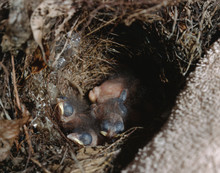 Carolina Wren (Thryothorus Ludovicianus) Baby Chicks In Bird Nest
