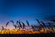 Closeup Prairie Grass Silhouette On The Dramatic Evening Sky Background