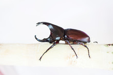 "Kwangchon" Fighting Beetle Is A Pet That Thai People Use To Play And Fight For A Long Time.
