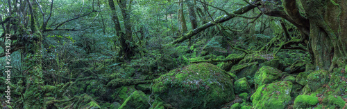 森 アドビストックのデザイン かべいろ Com おしゃれ壁紙リフォーム貼り替え インクジェット壁紙のかべいろ Com