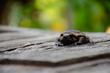 Bullfrog (Kaloula pulchra) on the wood, close-up