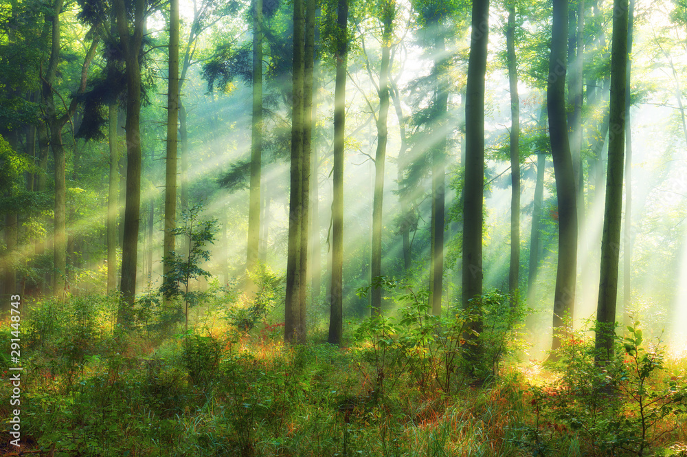 Beautiful morning in the forest - obrazy, fototapety, plakaty 