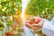 © moodboard - Close up of crop scientist showing tomato in greenhouse with lens flare in background