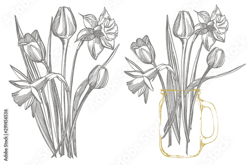 Tulips and Narcissus flowers bouquet isolated on white background. Set of dra...