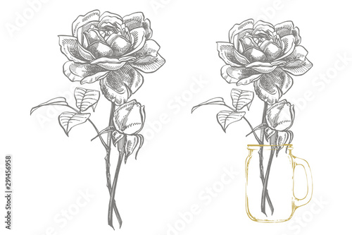 Roses. Hand drawn flower set illustrations. Botanical plant illustration. Han...
