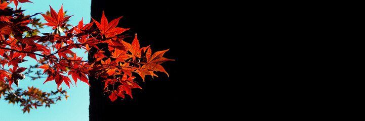 Wall Mural - red maple leaves on panoramic black background whith copy space, autumn concept