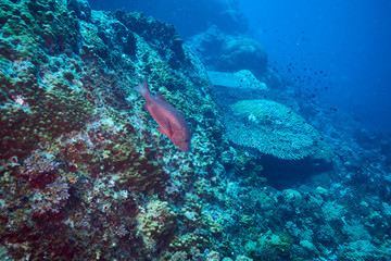 Two spot red snapper