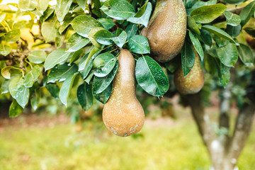 Wall Mural - Fresh raw pears hanging on the tree