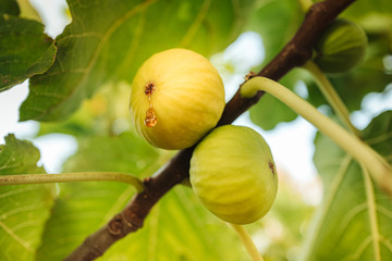 Sticker - PUGLIA / ITALY -  AUGUST 2019: Harvesting frersh juicy figs from the tree