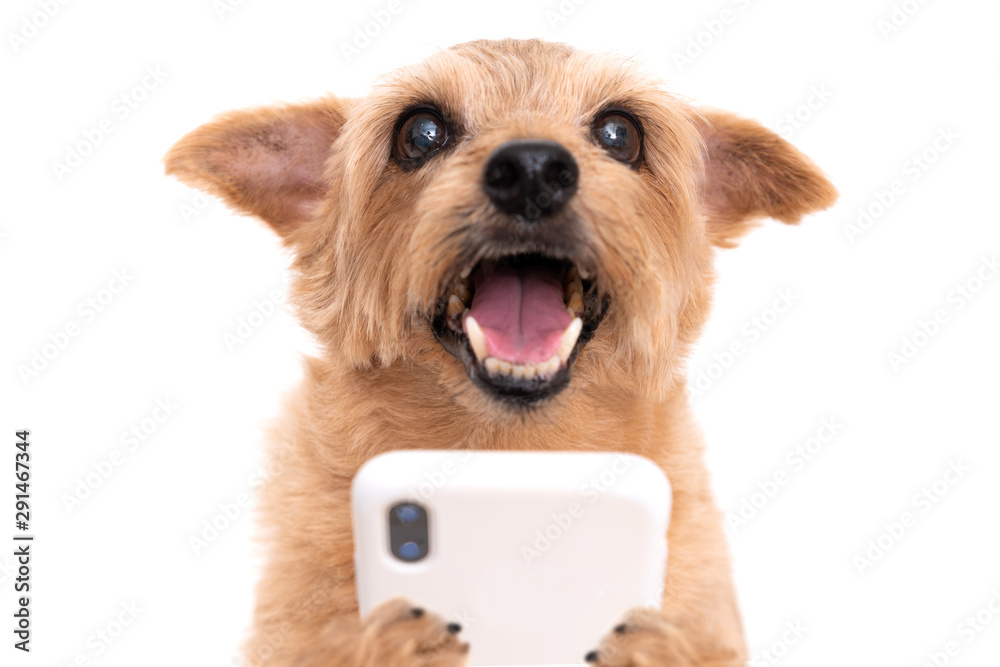 Norfolk Terrier dog using smart phone - obrazy, fototapety, plakaty 
