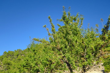 Sticker - Branches d'amandiers avec amandes sur fond de ciel bleu.