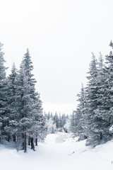 Beautiful snowy winter forest in the mountains