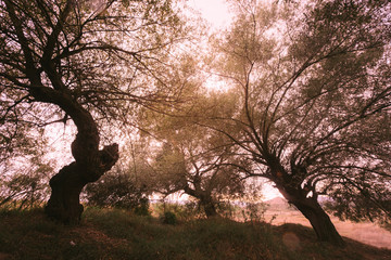 Wall Mural - scary trees, dark mysterious landscape