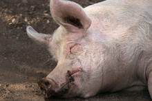 An Porker Sleeping In The Mud