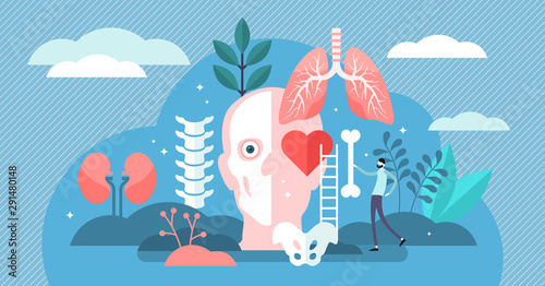 Fotografía Anatomy vector illustration