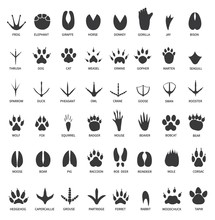 Animals Footprints. Animal Paws Prints. Elephant And Gorilla, Bison And Wolf. Cat, Dog And Deer, Bear Black Foot Tracks Vector Set. Illustration Foot Wildlife, Paw Of Wolf Print, Black Track Bear