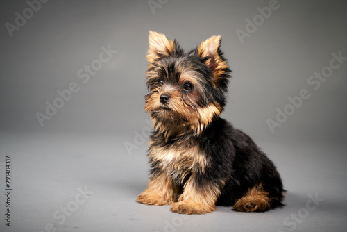 Fotografía Yorkshire Terrier puppies