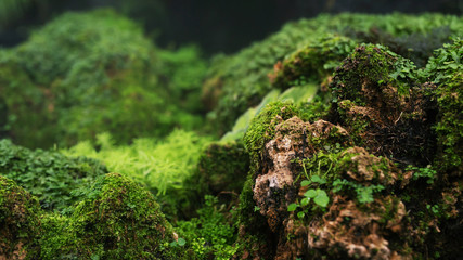 Beautiful Bright Green moss grown up cover the rough stones and on the floor in the forest. Show with macro view. Rocks full of the moss texture in nature for wallpaper. soft focus.