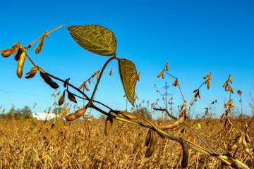 Canvas Print - pods of ripe soybeans in a field in autumn on a sunny day