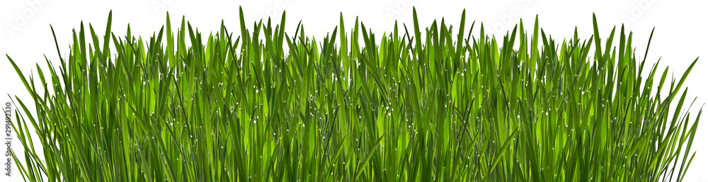 Green grass with dew isolated on white background - obrazy, fototapety, plakaty 