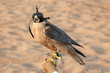 Falcon with a leather hood. Falconry show in the desert near Dubai, United Arab Emirates