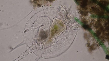 Wall Mural - Rotifer under the microscope for education in Lab.