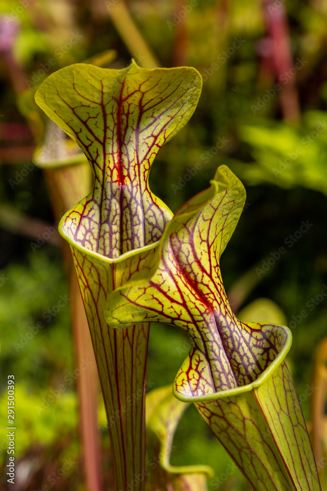 Flycatcher plant discount
