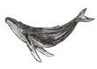 Beautiful hand drawn humpback whale. Sketch vector illustration