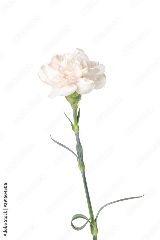 Beautiful carnation flower on white background