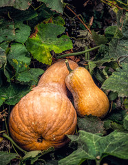 Canvas Print - Ripe autumn pumpkin in a rustic vegetable garden. Sunny autumn evening in the village