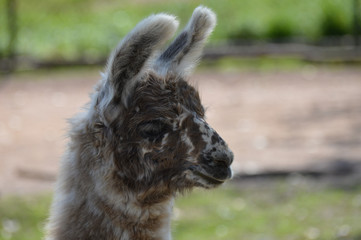 Canvas Print - A baby llama at the farm