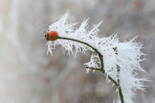 Rose Hip Twig With Long Frozen Ice Needles From The Hoar Frost In Winter, Copy Space