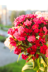 Wall Mural - Violet flowers of phlox (Phlox douglasii) plant. High resolution photo. Pink colors. Macro photo, warm colors