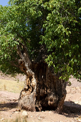 Poster - Single old and  large walnut tree