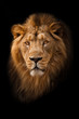 Powerful and confident maned male lion with yellow (amber) eyes resembling a king imposingly. portrait in isolation, black background.