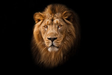 Powerful  And Confident Maned Male Lion With Yellow (amber) Eyes Resembling A King Imposingly. Portrait In Isolation, Black Background.