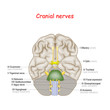 Cranial nerves. human brain and brainstem from below