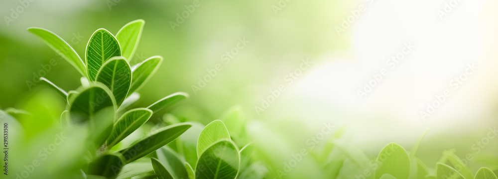 Close up of nature view green leaf on blurred greenery background under sunlight with bokeh and copy space using as background natural plants landscape, ecology wallpaper or cover concept. - obrazy, fototapety, plakaty 