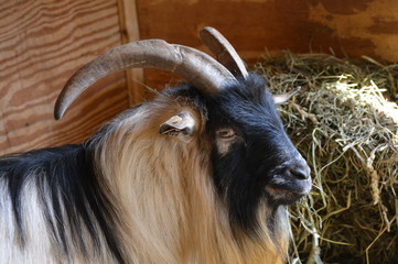 Wall Mural - A goat at the farm