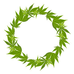 Wall Mural - Hemp leaf wreath Isolated on white background. Vector illustration of green medical plant cannabis in cartoon simple flat style. Round frame, border.