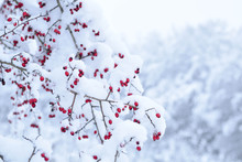  Red Hawthorn Berries Under The Snow Cover