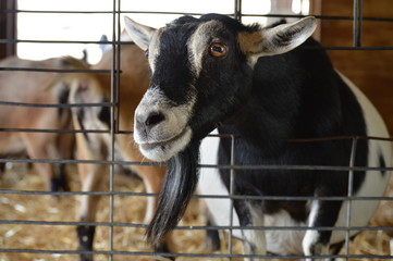 Poster - A goat at the farm