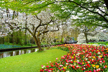 Keukenhof royal park of flowers and tulips in the Netherlands. Beautiful outdoor scenery in Holland